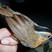 Black-capped Babbler